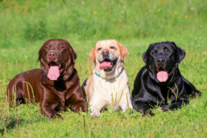 Labrador Retrievers