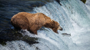 Bear Salmon
